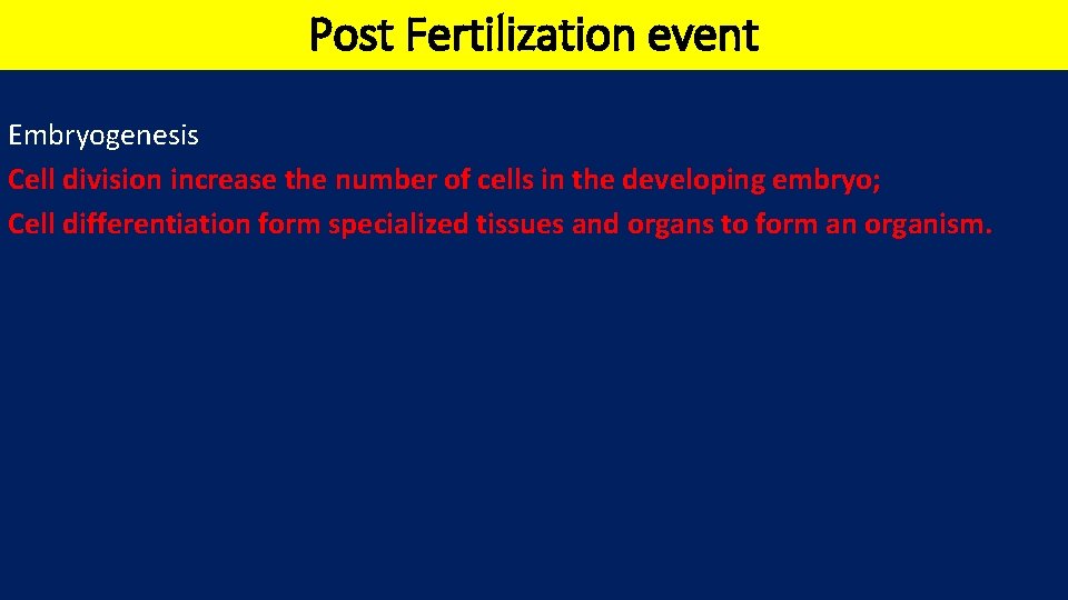 Post Fertilization event Embryogenesis Cell division increase the number of cells in the developing