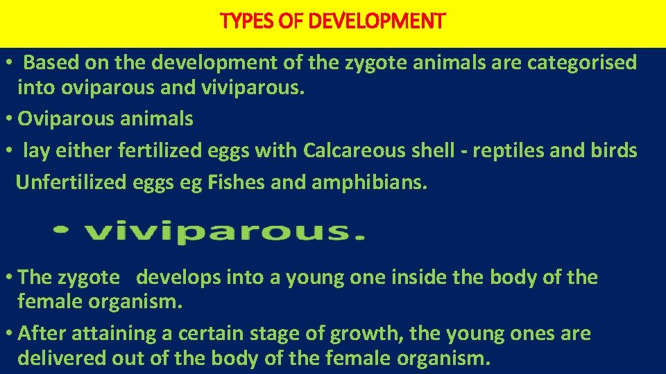 TYPES OF DEVELOPMENT • Based on the development of the zygote animals are categorised