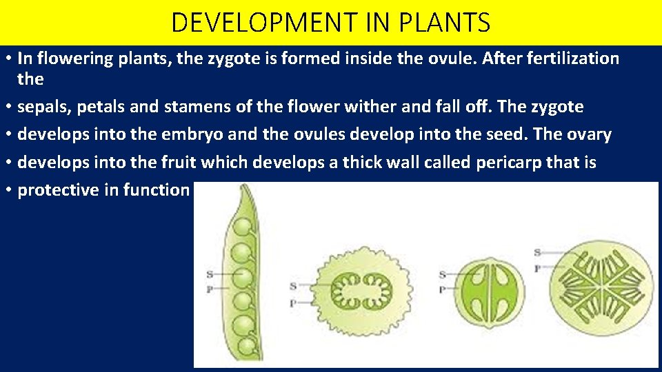 DEVELOPMENT IN PLANTS • In flowering plants, the zygote is formed inside the ovule.