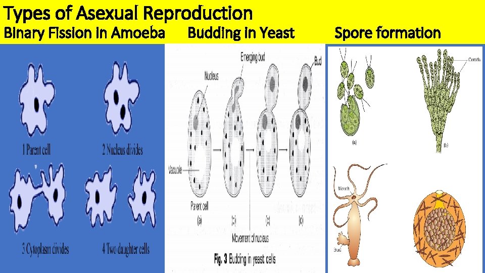 Types of Asexual Reproduction Binary Fission in Amoeba Budding in Yeast Spore formation 