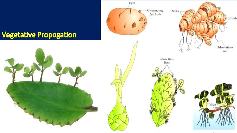 Vegetative Propogation 