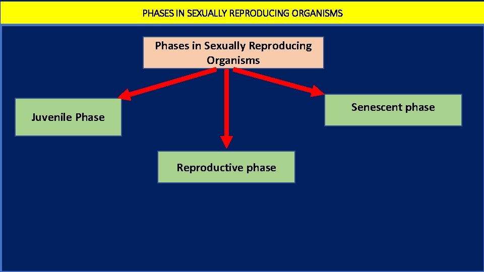 PHASES IN SEXUALLY REPRODUCING ORGANISMS Phases in Sexually Reproducing Organisms Senescent phase Juvenile Phase