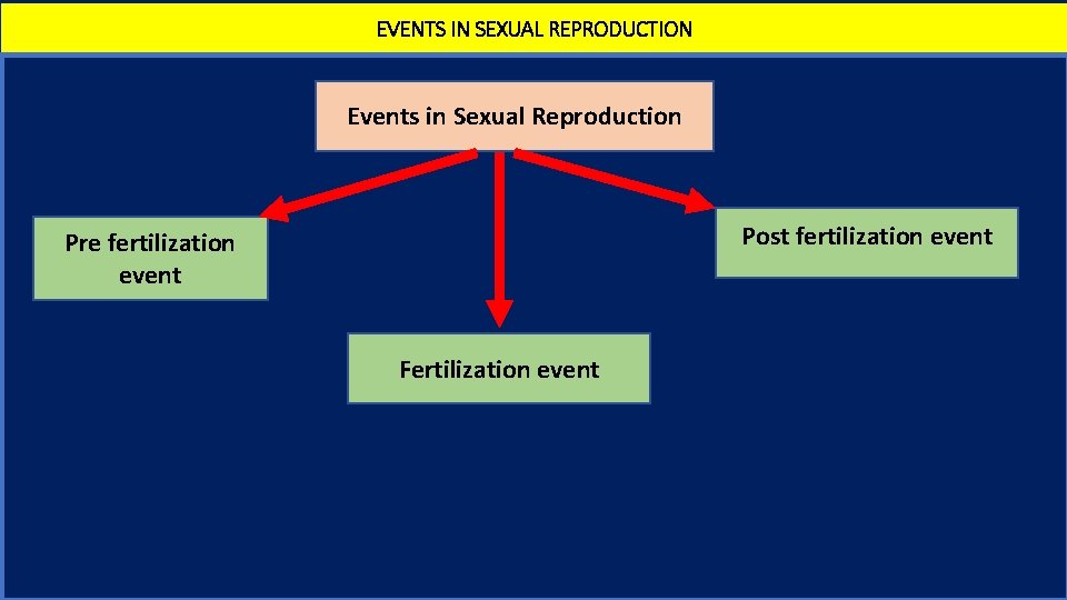 EVENTS IN SEXUAL REPRODUCTION Events in Sexual Reproduction Post fertilization event Pre fertilization event