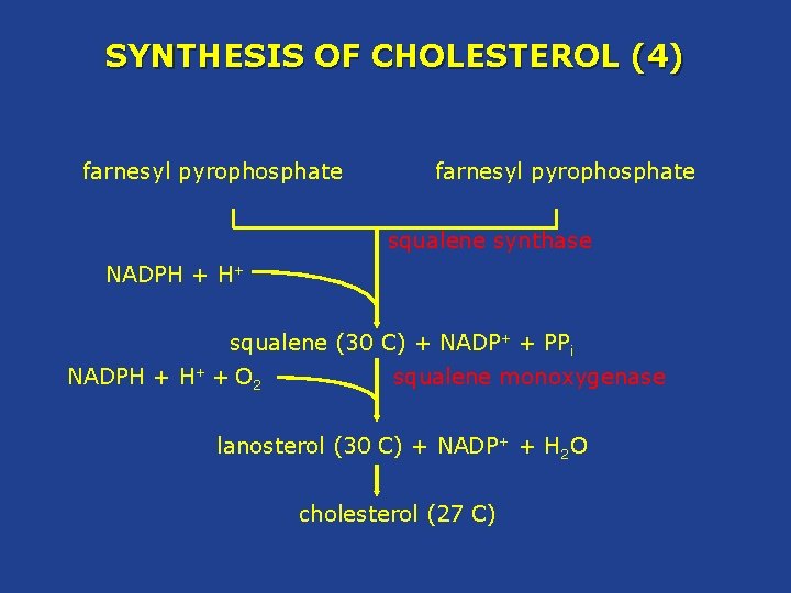 SYNTHESIS OF CHOLESTEROL (4) farnesyl pyrophosphate squalene synthase NADPH + H+ squalene (30 C)