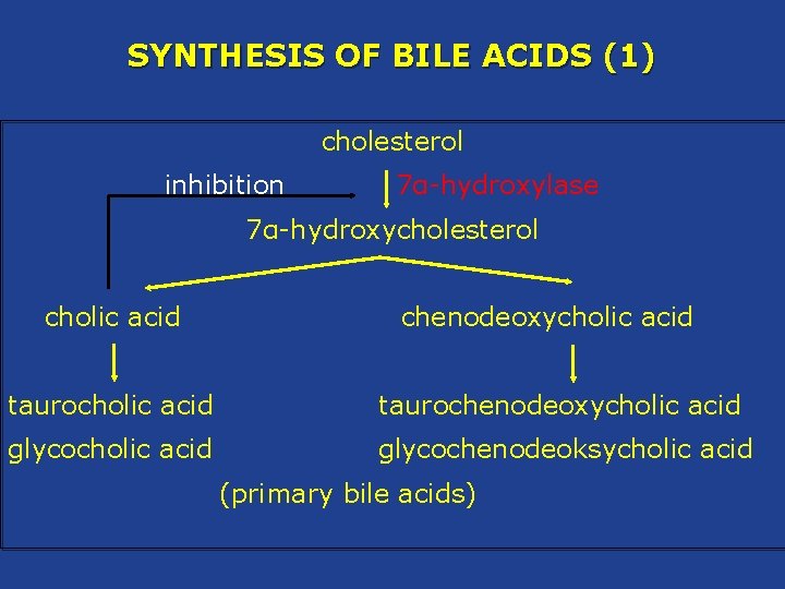 SYNTHESIS OF BILE ACIDS (1) cholesterol inhibition 7α-hydroxylase 7α-hydroxycholesterol cholic acid chenodeoxycholic acid taurochenodeoxycholic