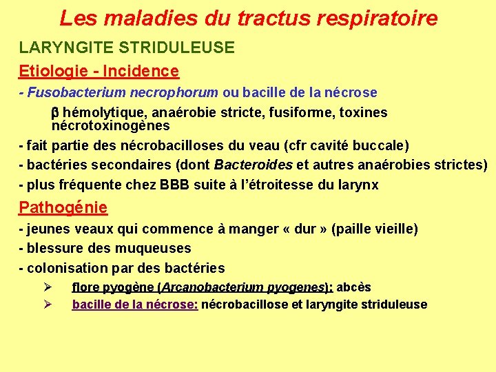 Les maladies du tractus respiratoire LARYNGITE STRIDULEUSE Etiologie - Incidence - Fusobacterium necrophorum ou