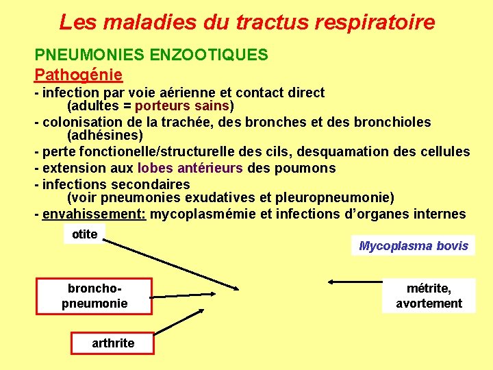 Les maladies du tractus respiratoire PNEUMONIES ENZOOTIQUES Pathogénie - infection par voie aérienne et