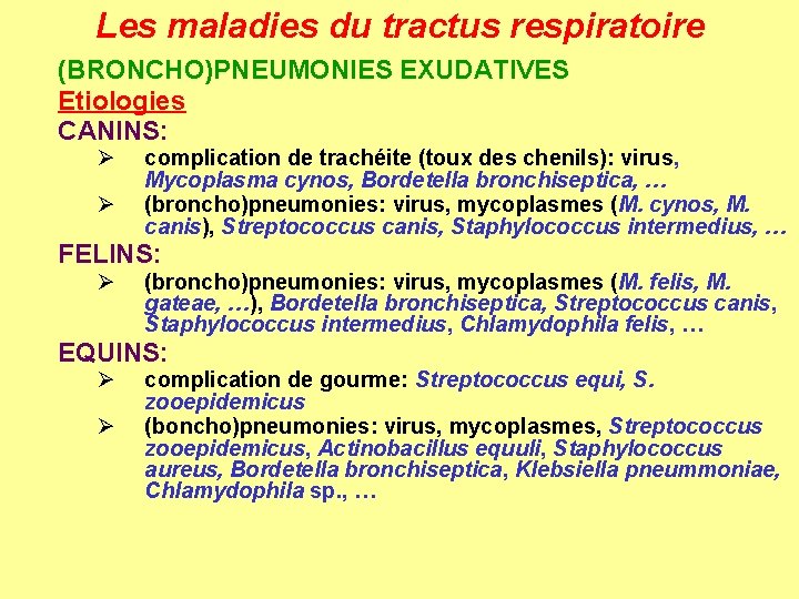 Les maladies du tractus respiratoire (BRONCHO)PNEUMONIES EXUDATIVES Etiologies CANINS: Ø Ø complication de trachéite