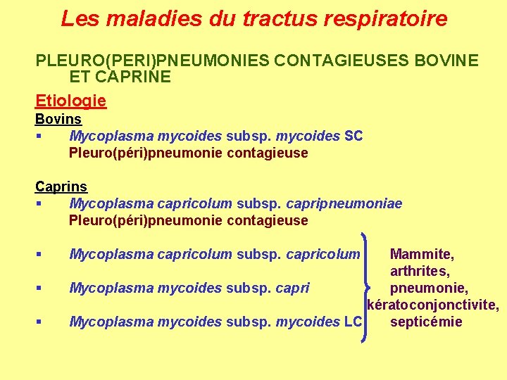 Les maladies du tractus respiratoire PLEURO(PERI)PNEUMONIES CONTAGIEUSES BOVINE ET CAPRINE Etiologie Bovins § Mycoplasma