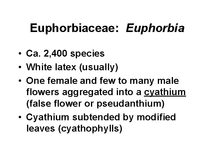 Euphorbiaceae: Euphorbia • Ca. 2, 400 species • White latex (usually) • One female