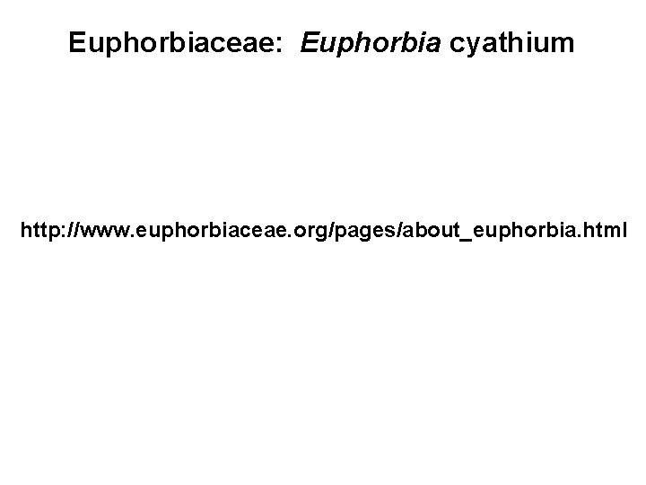Euphorbiaceae: Euphorbia cyathium http: //www. euphorbiaceae. org/pages/about_euphorbia. html 