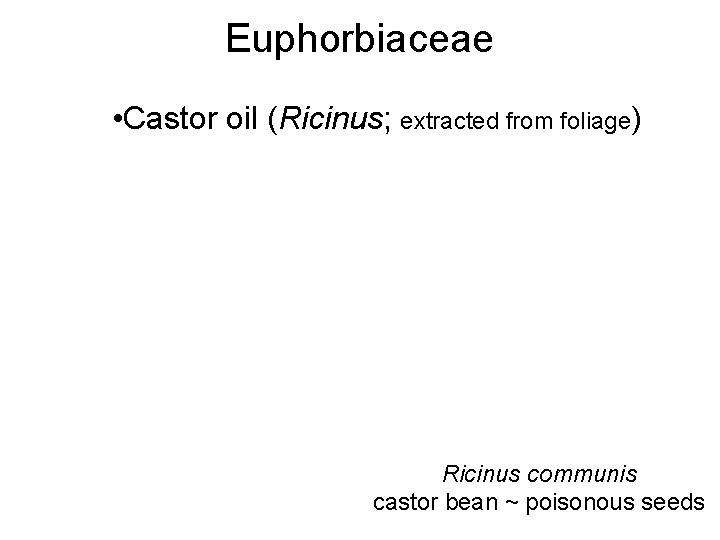 Euphorbiaceae • Castor oil (Ricinus; extracted from foliage) Ricinus communis castor bean ~ poisonous