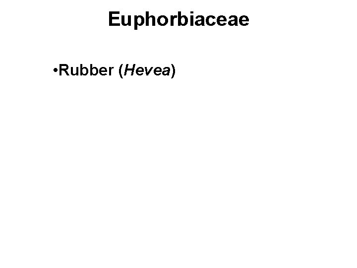 Euphorbiaceae • Rubber (Hevea) 