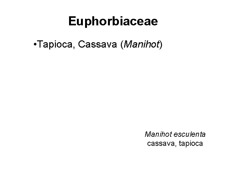 Euphorbiaceae • Tapioca, Cassava (Manihot) Manihot esculenta cassava, tapioca 
