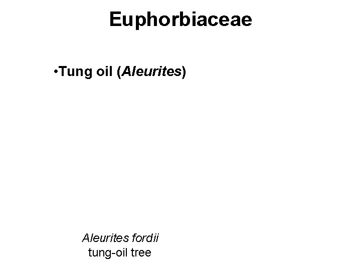 Euphorbiaceae • Tung oil (Aleurites) Aleurites fordii tung-oil tree 