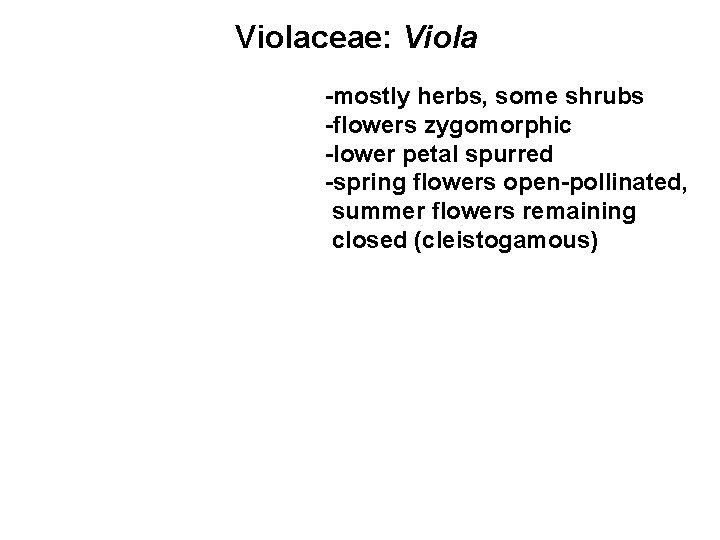 Violaceae: Viola -mostly herbs, some shrubs -flowers zygomorphic -lower petal spurred -spring flowers open-pollinated,