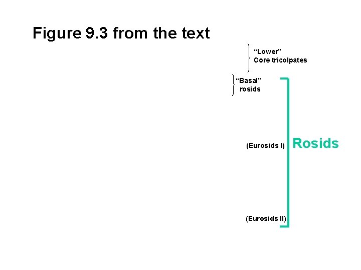 Figure 9. 3 from the text “Lower” Core tricolpates “Basal” rosids (Eurosids I) (Eurosids