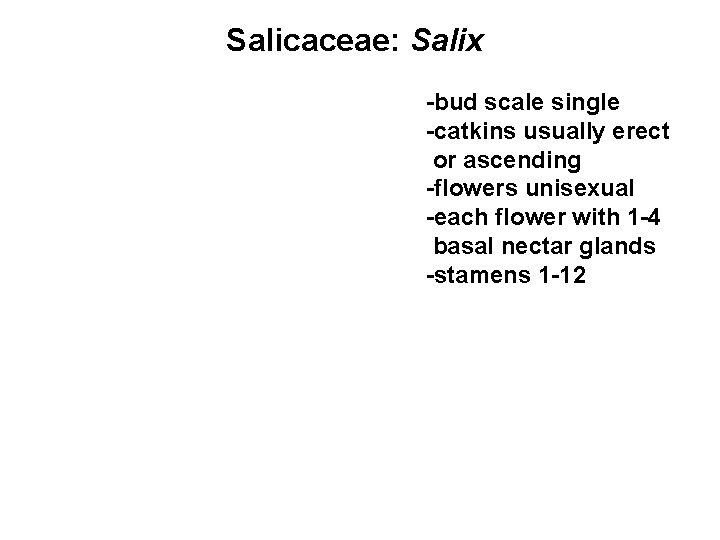 Salicaceae: Salix -bud scale single -catkins usually erect or ascending -flowers unisexual -each flower