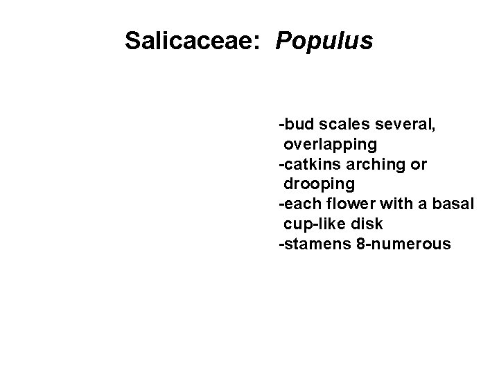 Salicaceae: Populus -bud scales several, overlapping -catkins arching or drooping -each flower with a
