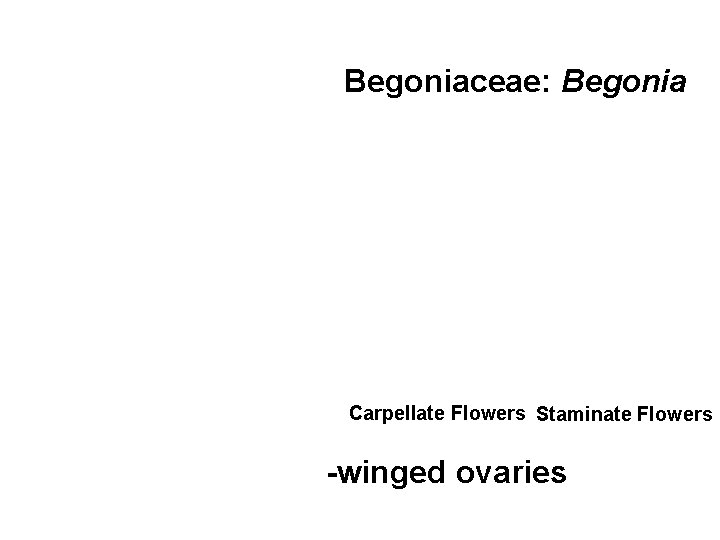 Begoniaceae: Begonia Carpellate Flowers Staminate Flowers -winged ovaries 