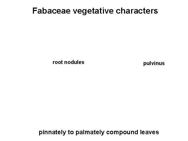 Fabaceae vegetative characters root nodules pulvinus pinnately to palmately compound leaves 