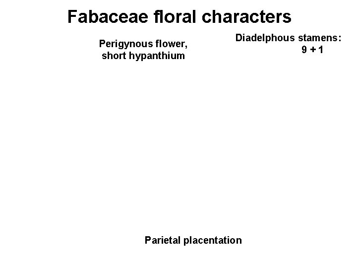 Fabaceae floral characters Perigynous flower, short hypanthium Diadelphous stamens: 9+1 Parietal placentation 
