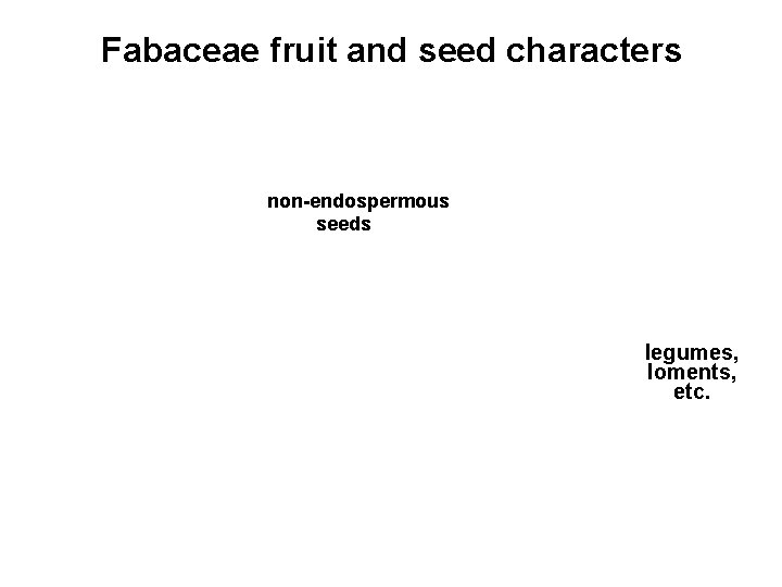 Fabaceae fruit and seed characters non-endospermous seeds legumes, loments, etc. 