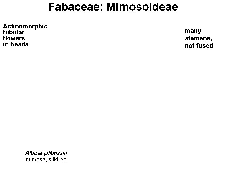 Fabaceae: Mimosoideae Actinomorphic tubular flowers in heads Albizia julibrissin mimosa, silktree many stamens, not