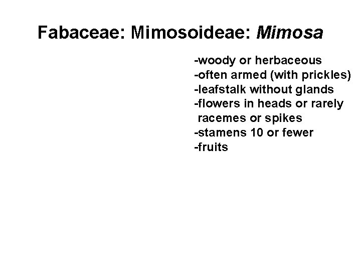 Fabaceae: Mimosoideae: Mimosa -woody or herbaceous -often armed (with prickles) -leafstalk without glands -flowers
