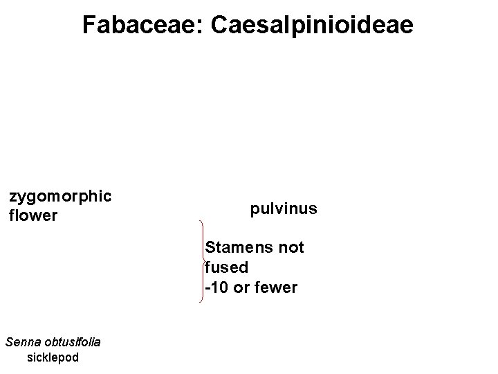 Fabaceae: Caesalpinioideae zygomorphic flower pulvinus Stamens not fused -10 or fewer Senna obtusifolia sicklepod