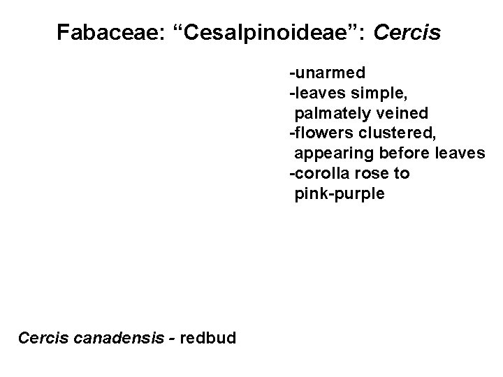 Fabaceae: “Cesalpinoideae”: Cercis -unarmed -leaves simple, palmately veined -flowers clustered, appearing before leaves -corolla