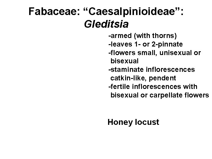 Fabaceae: “Caesalpinioideae”: Gleditsia -armed (with thorns) -leaves 1 - or 2 -pinnate -flowers small,