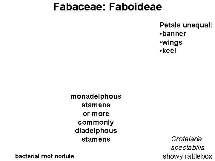 Fabaceae: Faboideae Petals unequal: • banner • wings • keel monadelphous stamens or more