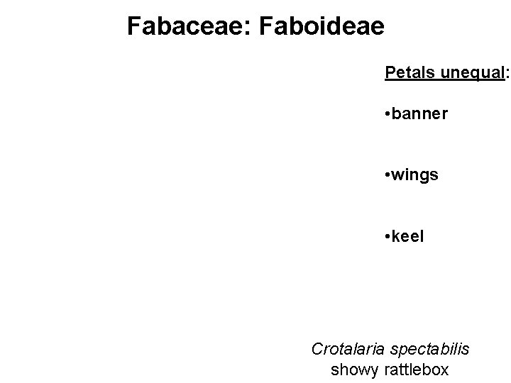 Fabaceae: Faboideae Petals unequal: • banner • wings • keel Crotalaria spectabilis showy rattlebox