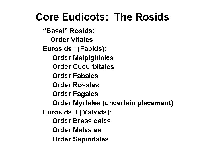 Core Eudicots: The Rosids “Basal” Rosids: Order Vitales Eurosids I (Fabids): Order Malpighiales Order