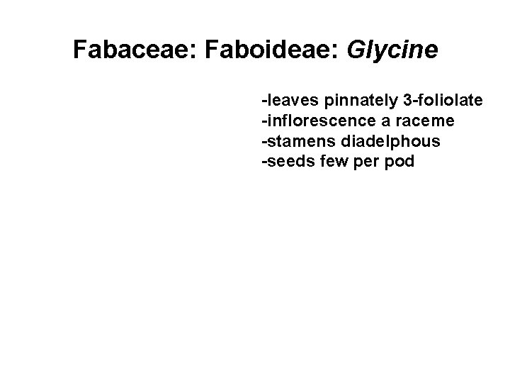 Fabaceae: Faboideae: Glycine -leaves pinnately 3 -foliolate -inflorescence a raceme -stamens diadelphous -seeds few