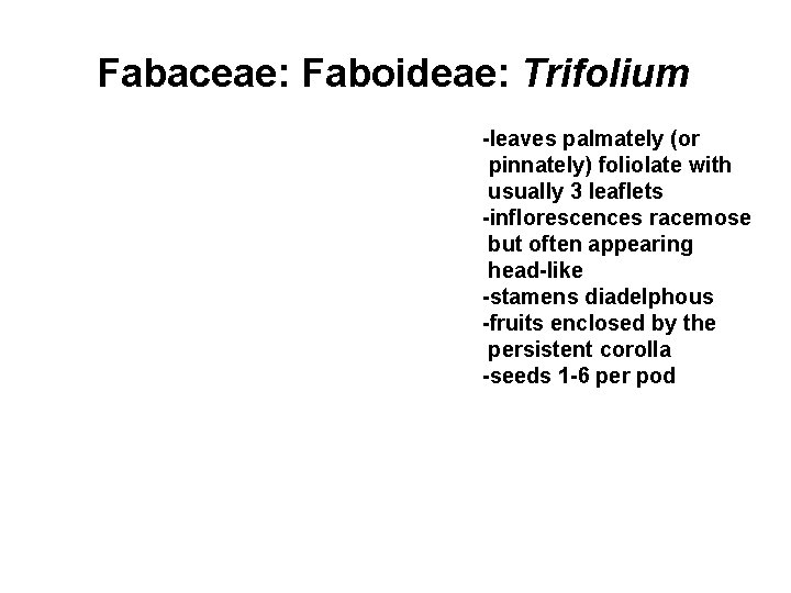 Fabaceae: Faboideae: Trifolium -leaves palmately (or pinnately) foliolate with usually 3 leaflets -inflorescences racemose