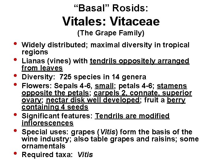 “Basal” Rosids: Vitales: Vitaceae (The Grape Family) • • Widely distributed; maximal diversity in