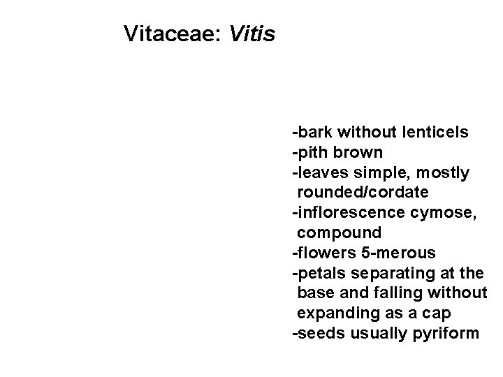 Vitaceae: Vitis -bark without lenticels -pith brown -leaves simple, mostly rounded/cordate -inflorescence cymose, compound
