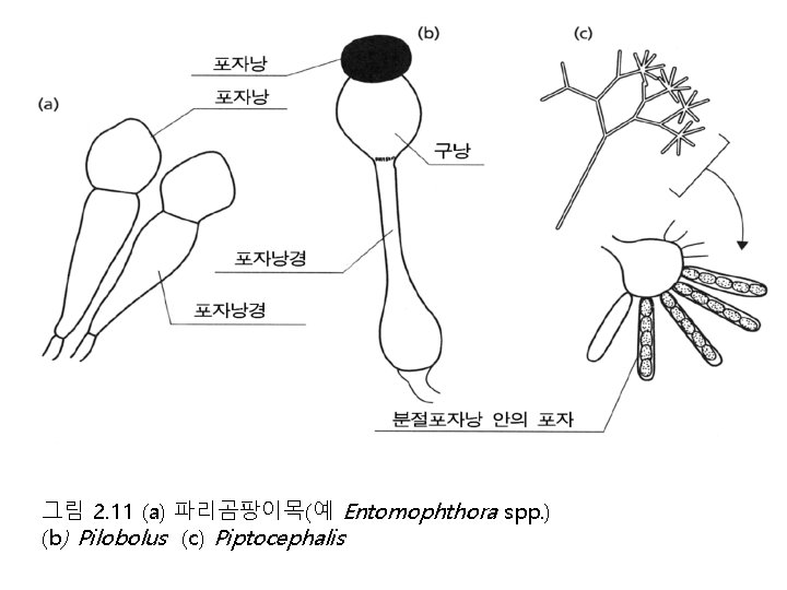 그림 2. 11 (a) 파리곰팡이목(예 Entomophthora spp. ) (b) Pilobolus (c) Piptocephalis 