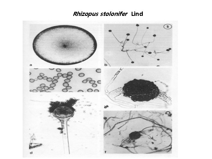 Rhizopus stolonifer Lind 