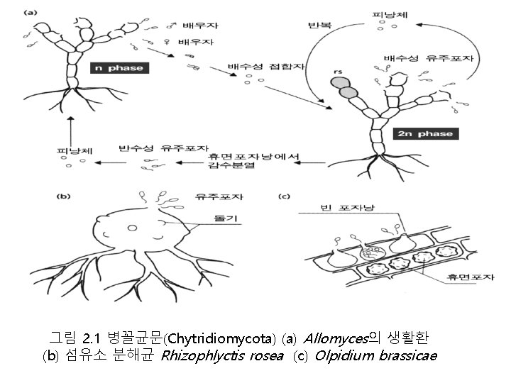 그림 2. 1 병꼴균문(Chytridiomycota) (a) Allomyces의 생활환 (b) 섬유소 분해균 Rhizophlyctis rosea (c) Olpidium