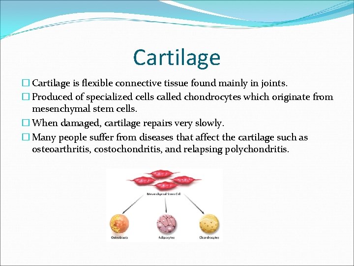 Cartilage � Cartilage is flexible connective tissue found mainly in joints. � Produced of