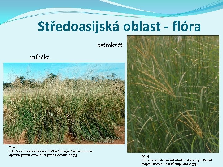 Středoasijská oblast - flóra ostrokvět milička Zdroj: http: //www. tropicalforages. info/key/Forages/Media/Html/im ages/Eragrostis_curvula_05. jpg Zdroj: