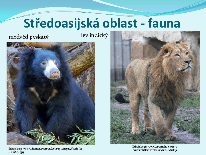 Středoasijská oblast - fauna medvěd pyskatý lev indický Zdroj: http: //www. humanbearconflict. org/images/Sloth-(cc) -Lara