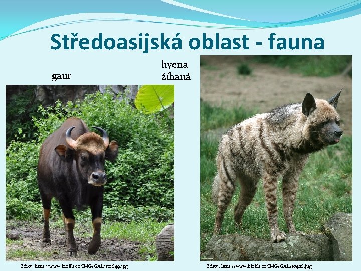 Středoasijská oblast - fauna gaur Zdroj: http: //www. biolib. cz/IMG/GAL/172649. jpg hyena žíhaná Zdroj: