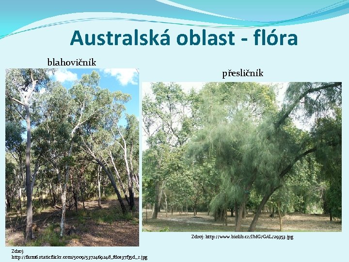 Australská oblast - flóra blahovičník přesličník Zdroj: http: //www. biolib. cz/IMG/GAL/29353. jpg Zdroj: http: