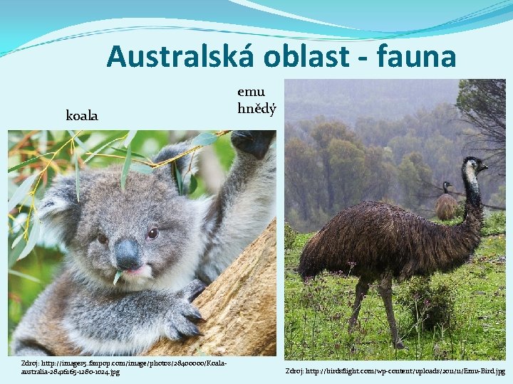 Australská oblast - fauna koala Zdroj: http: //images 5. fanpop. com/image/photos/28400000/Koalaaustralia-28416165 -1280 -1024. jpg