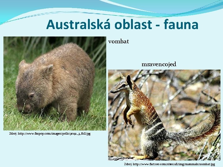 Australská oblast - fauna vombat mravencojed Zdroj: http: //www. fanpop. com/images/polls/30191_3_full. jpg Zdroj: http: