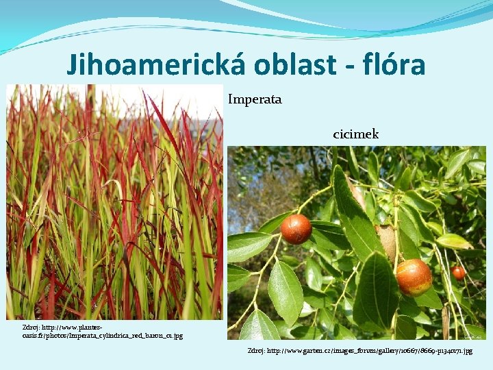 Jihoamerická oblast - flóra Imperata cicimek Zdroj: http: //www. plantesoasis. fr/photos/Imperata_cylindrica_red_baron_01. jpg Zdroj: http: